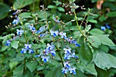 CLERODENDRON MYRICOIDES UGANDENSE AGM