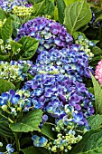 HYDRANGEA MACROPHYLLA HOPCORN