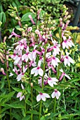 LOBELIA COMPTON PINK