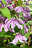 CLEMATIS SWEETHEART
