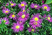 ASTER BAHAMAS