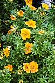 POTENTILLA FRUTICOSA MANGO TANGO