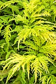 SAMBUCUS RACEMOSA SUTHERLAND GOLD