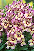 ANTIRRHINUM ANTRINCA PEACHY