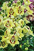 ANTIRRHINUM ANTRINCA YELLOW MAROON