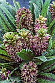 EUCOMIS FRECKLES