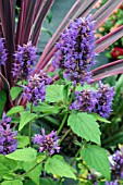 AGASTACHE BLUE BOA