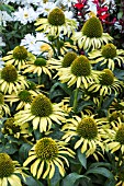 ECHINACEA PURPUREA GARDEN EMOTIONS YELLOW