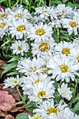 LEUCANTHEMUM FREAK!