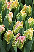 TULIPA WEBER PARROT EXCLUSIVE