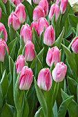 TULIPA DYNASTY