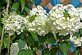 HYDRANGEA VANILLA FRAISE