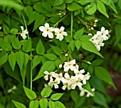 JASMINUM OFFICINALE DEVON CREAM