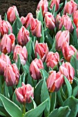 TULIPA PRETTY PRINCESS