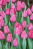 TULIPA ROUSSILON