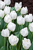 TULIPA WHITE HEART