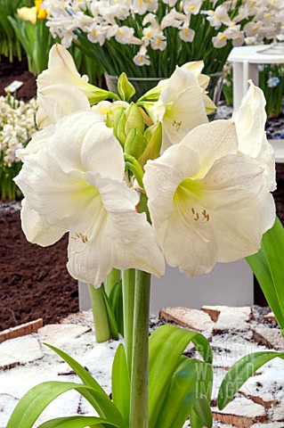 HIPPEASTRUM_AMARYLLIS_MOSCOW