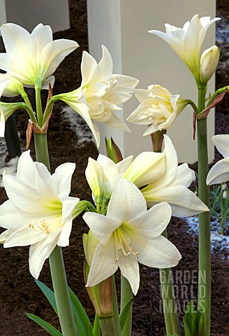 HIPPEASTRUM_AMARYLLIS_JEWEL