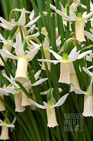 NARCISSUS_SNIPE