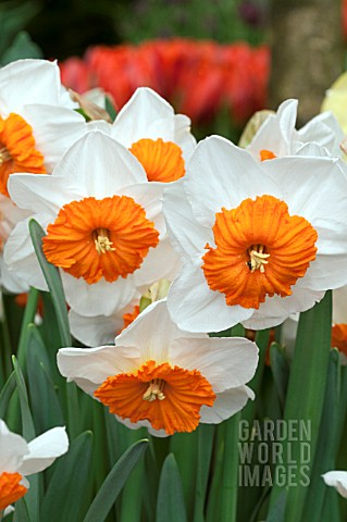 NARCISSUS_JACQUELINE