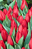 TULIPA RED WESTFRISIAN