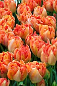 TULIPA MONTE ORANGE