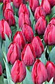 TULIPA ROYAL CHERRY