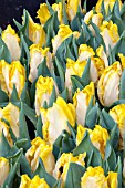 TULIPA YELLOW SUN