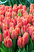 TULIPA CHARADE