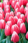 TULIPA CHARMEUR