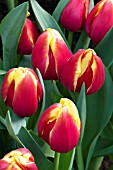 TULIPA FURAND DREAM