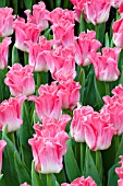 TULIPA DYNASTY