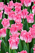 TULIPA DYNASTY