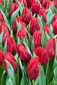 TULIPA OSCAR