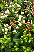 HYPERICUM BERRIES MIXED COLOURS