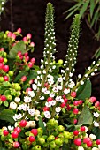 LYSIMACHIA ELISABETH WITH HYPERICUM