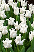 TULIPA WHITE LIBERSTAR