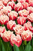 TULIPA QUEENSLAND