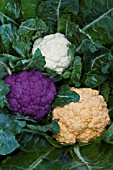 CAULIFLOWERS  GRAFFITI (PURPLE) NESSIE (WHITE) CHEDDAR (YELLOW) F1 HYBRIDS