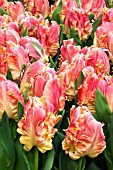 TULIPA PARROT LADY