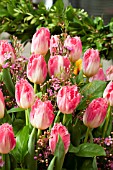 TULIPA AUXERRE AND LEPTOSPRMUM