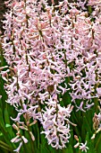 HYACINTHUS PINK FESTIVAL