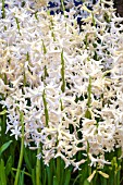 HYACINTHUS WHITE FESTIVAL