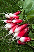 RADISH MIRABEAU