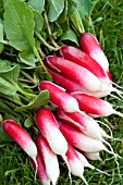 RADISH MIRABEAU