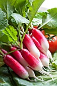 RADISH MIRABEAU