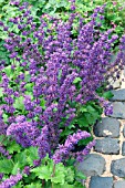 SALVIA VERTICILLATA PURPLE RAIN