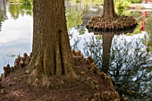 TAXODIUM DISTICHUM SWAMP CYPRUS AIR ROOTS