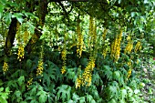 LIGULARIA PRZEWALSKI AGM