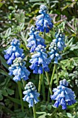 MUSCARI AZUREUM SYN PSEUDOMUSCARI AZUREUM AGM